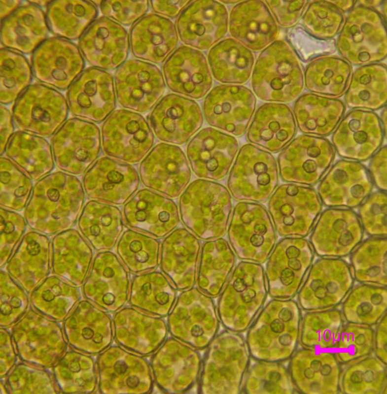 Frullania oakesiana